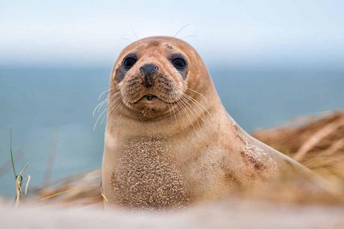 La Verriere. Les Locations Isahora C'Est Aussi Plusieurs Appart' De Standing A 2 Pas Du Chateau D'Eu, Des Falaises Du Treport, De Mers Les Bains Et Aux Portes De La Baie De Somme Eu (Seine-Maritime) Exteriör bild